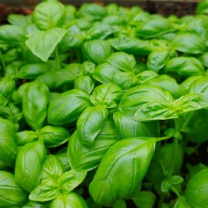 basil, green, garden, greenhouse, plant, herbs, spices, nature, herb, leaf, italian, basil, basil, basil, basil, basil