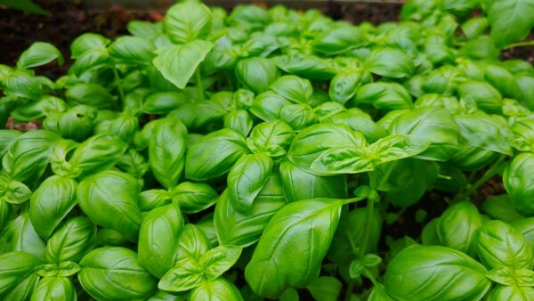 basil, green, garden, greenhouse, plant, herbs, spices, nature, herb, leaf, italian, basil, basil, basil, basil, basil