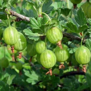 fruit, gooseberry, vitamins, nature, leaves, bush, spring, gooseberry, gooseberry, gooseberry, gooseberry, gooseberry