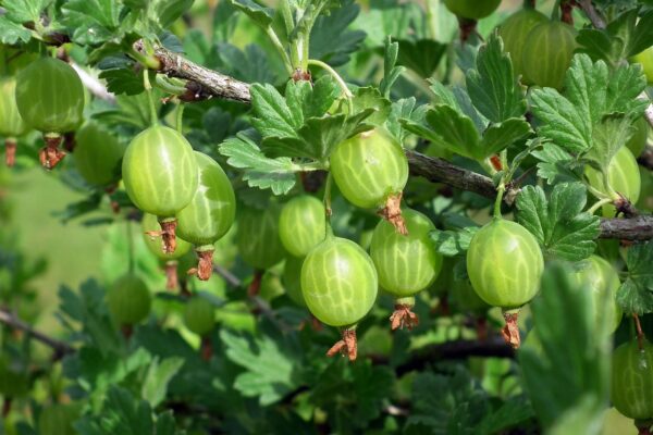 fruit, gooseberry, vitamins, nature, leaves, bush, spring, gooseberry, gooseberry, gooseberry, gooseberry, gooseberry