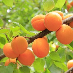 apricots, apricot tree, fruit, yellow, fresh, apricots, apricots, apricots, apricots, apricots, apricot tree, apricot tree, apricot tree, apricot tree