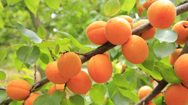 apricots, apricot tree, fruit, yellow, fresh, apricots, apricots, apricots, apricots, apricots, apricot tree, apricot tree, apricot tree, apricot tree