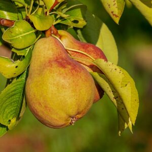 pear, fruit, growth, immature, vitamins, nutrient, healthy, organic, pear, pear, pear, pear, pear