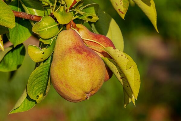 pear, fruit, growth, immature, vitamins, nutrient, healthy, organic, pear, pear, pear, pear, pear