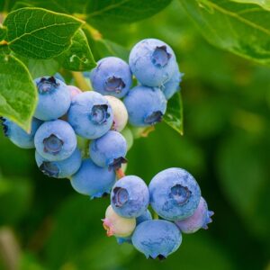 blueberries, fruits, berries, food, harvest, vitamins, ripe, healthy, organic, produce, fresh, nutrition, blueberries, blueberries, blueberries, blueberries, blueberries