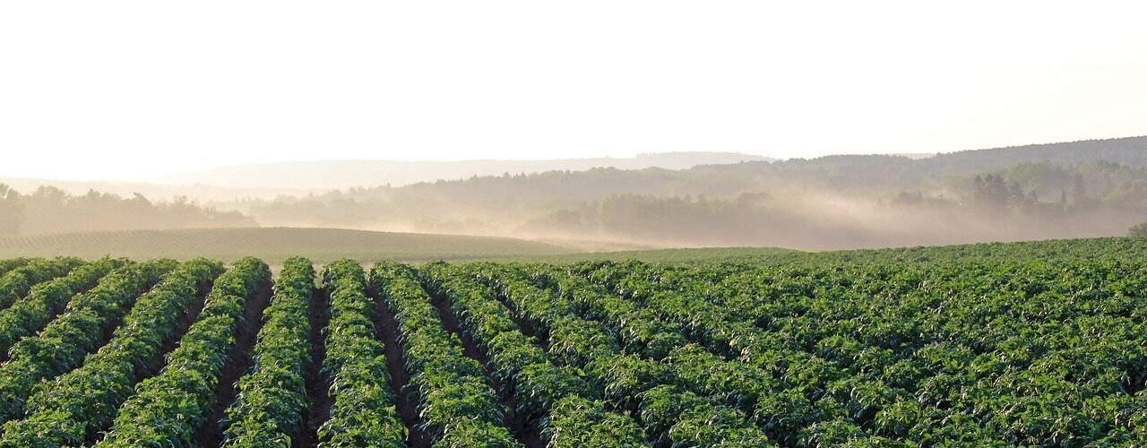 potato field, aroostook county, morning light, haze, agriculture, green field, green morning, potato field, potato field, potato field, potato field, potato field, agriculture, agriculture