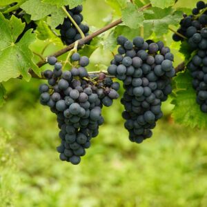 grapes, blue grapes, vineyard, agriculture, organic, grapes, grapes, grapes, grapes, grapes