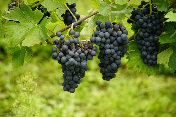 grapes, blue grapes, vineyard, agriculture, organic, grapes, grapes, grapes, grapes, grapes