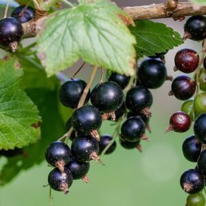 currant, black, black currants, fresh, garden, nature, food, fruit, vitamin c, nourishment, bio, vitaminhaltig, vitamins, pleasure, health, berry, berry fruit, enjoyment, tasty, cute, ripe, harvest time, currant, currant, currant, currant, currant, black currants, black currants, black currants, vitamin c