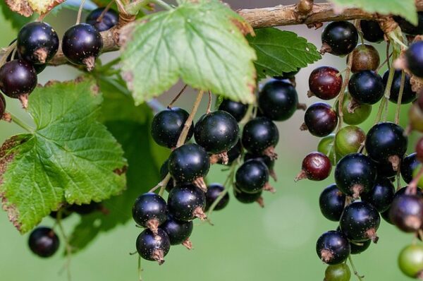 currant, black, black currants, fresh, garden, nature, food, fruit, vitamin c, nourishment, bio, vitaminhaltig, vitamins, pleasure, health, berry, berry fruit, enjoyment, tasty, cute, ripe, harvest time, currant, currant, currant, currant, currant, black currants, black currants, black currants, vitamin c