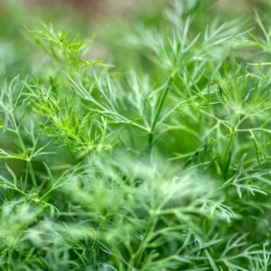 dill, cucumber, dill herb, anethum, umbelliferae, fresh, herb garden, salad seasoning, vitamins, dill, dill, dill, dill, dill