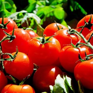 tomatoes, fruit, food, harvest, produce, organic, natural, red tomatoes, fresh, market, tomatoes, tomatoes, tomatoes, tomatoes, tomatoes
