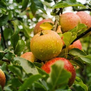 apple, apple tree, fruits, food, fresh, healthy, ripe, organic, sweet, produce, harvest, apple, apple, apple, apple, apple, apple tree, apple tree
