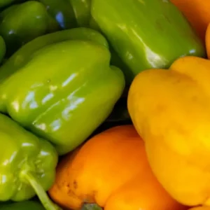 A close-up view of fresh, organic bell peppers in assorted colors, showcasing their vibrant hues.