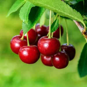 Close-up of ripe red cherries hanging on a tree branch with green leaves.