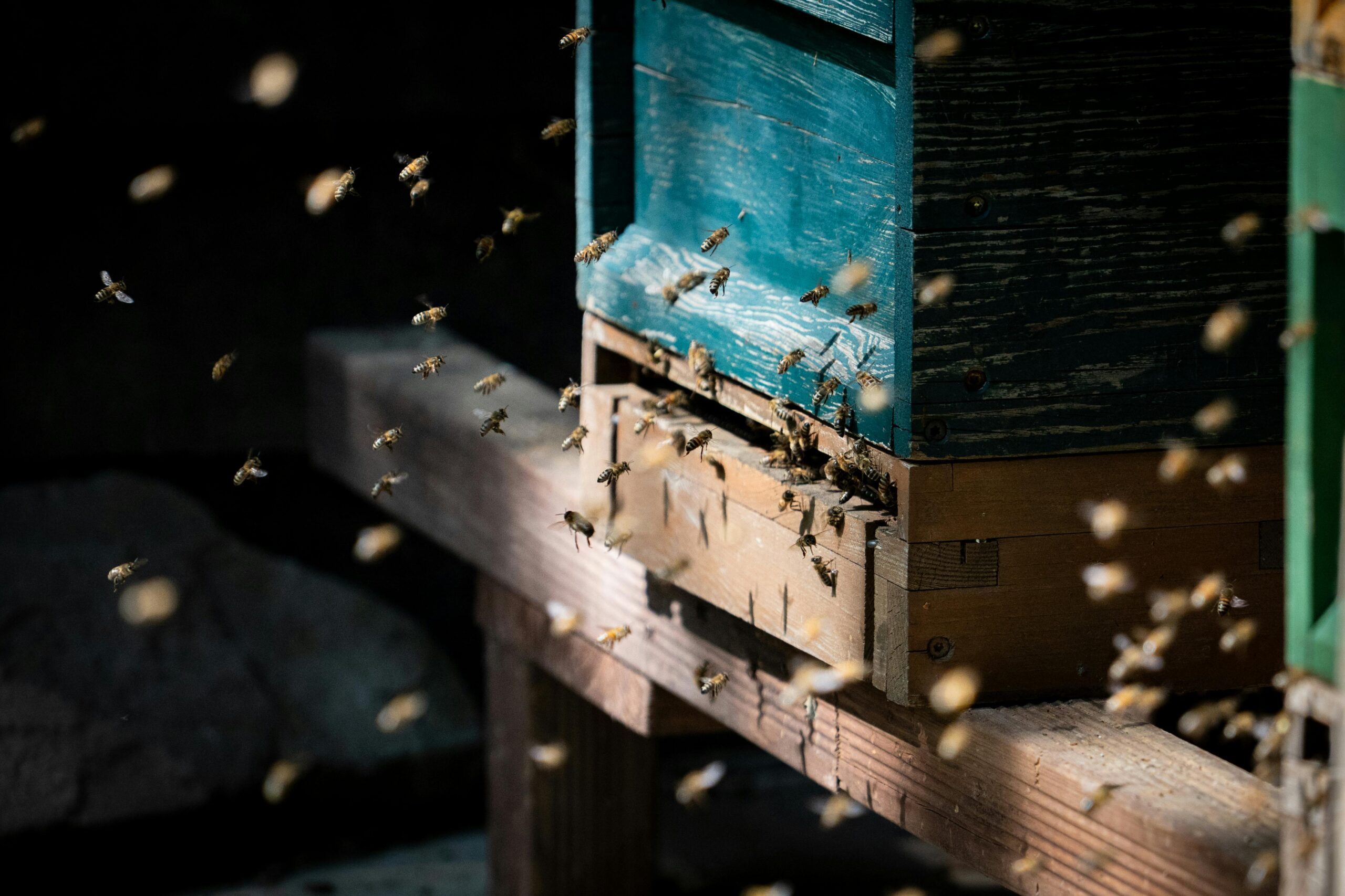 A swarm of bees entering and exiting a wooden beehive on a sunny day, showcasing natural behavior.
