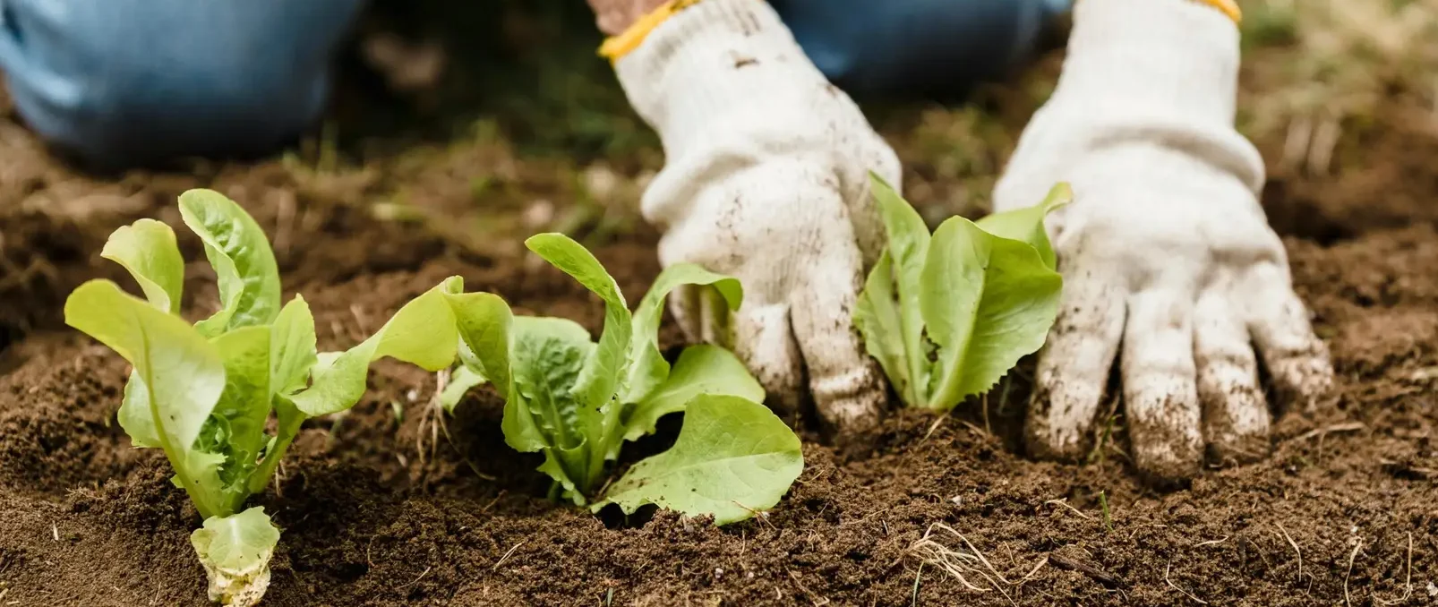 Crop unrecognizable gardener in gloves and jeans planting green plants into fertile soil while working in garden on summer day