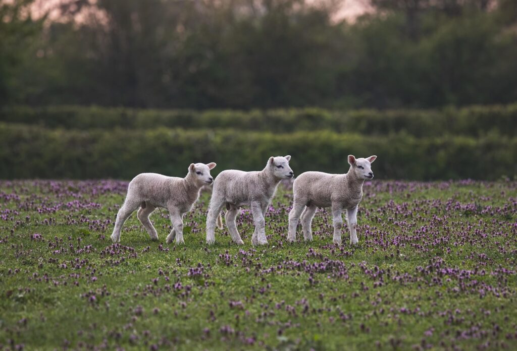 sheep, lamb, animals, livestock, farm, pasture, field, nature, rural, grass, agriculture, farming, sheep, sheep, sheep, sheep, sheep, lamb, lamb, lamb, lamb, farm, farm, farm, farm, farming, farming, farming