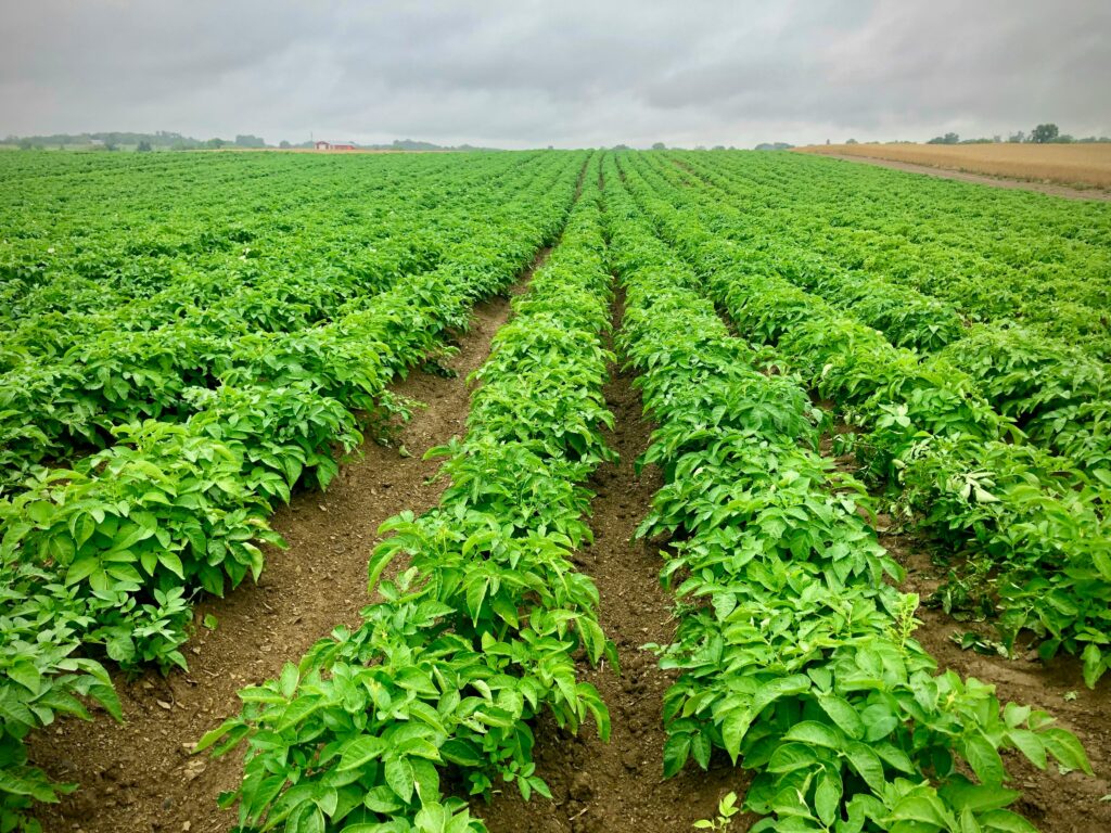 Free stock photo of agricultural, agricultural fields, countryside